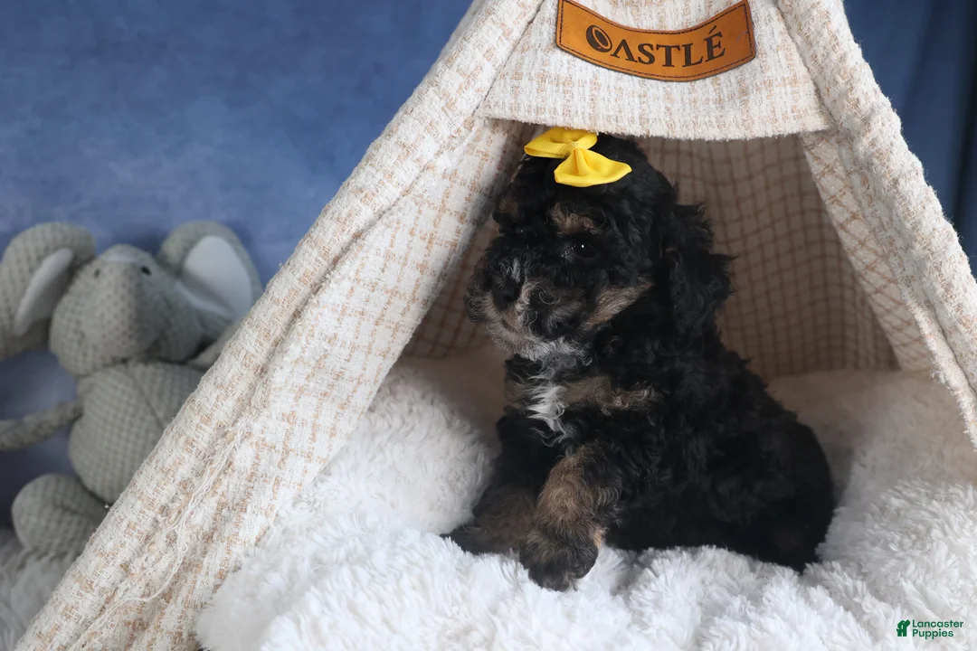 Miniature Poodle dogs for sale: Rocko - Ad 3