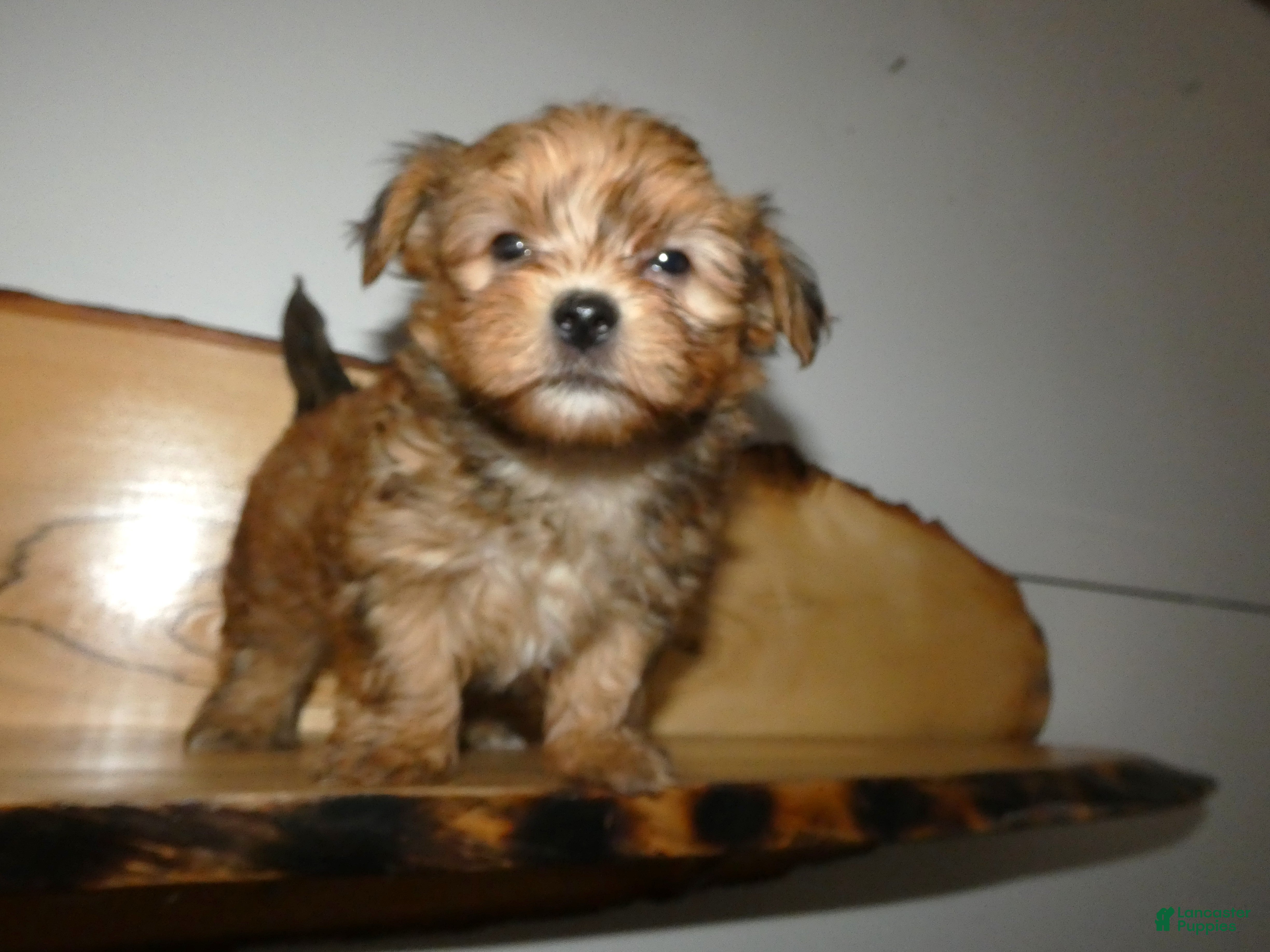 Morkie dogs Morkie Puppy 1 Scooter - Ad 30