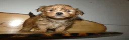 Morkie dogs for sale: Morkie Puppy 1 Scooter - Ad 1