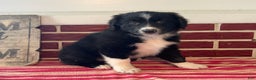 Mixed Breed dogs for sale: Festa - Ad 5