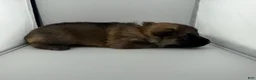 German Shepherd dogs for sale: Desert - Ad 4