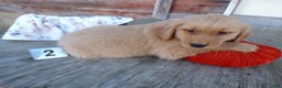 Golden Retriever dogs for sale: Golden Retriever Puppy 2 Mars - Ad 2