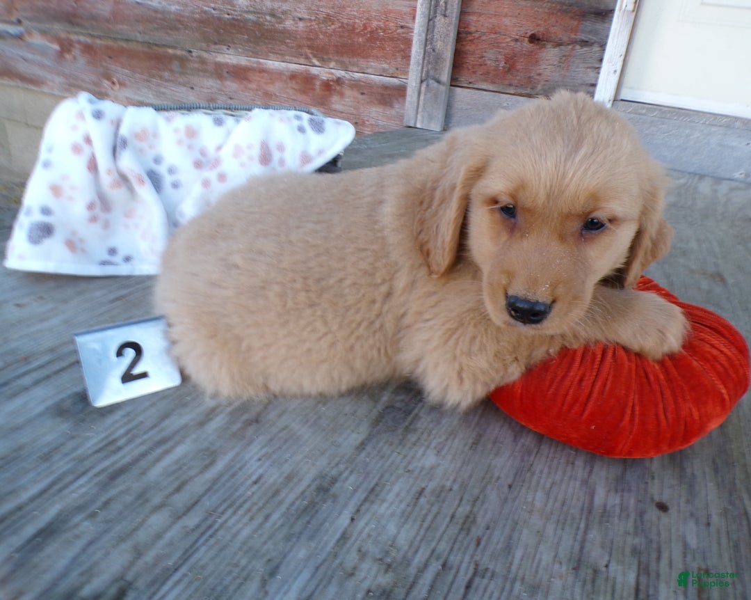 Golden Retriever dogs for sale: Golden Retriever Puppy 2 Mars - Ad 2