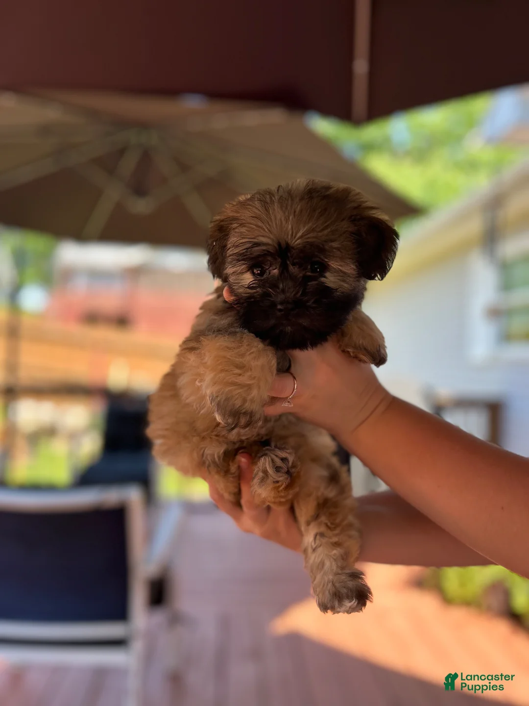 Shihpoo dogs for sale: Shihpoo Puppy 2 - Ad 1