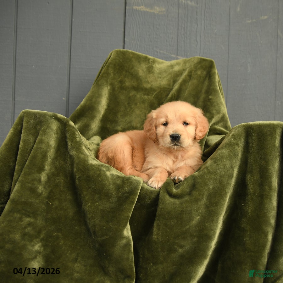 Golden Retriever dogs Wilfred - Ad 2
