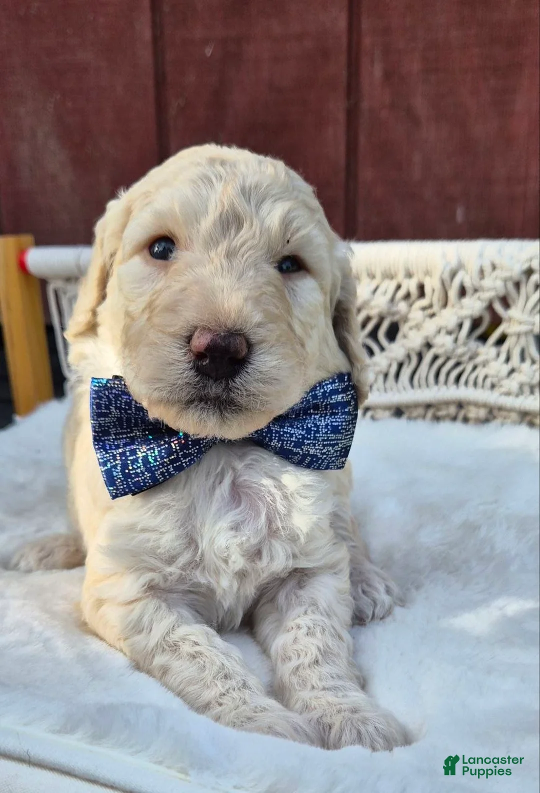 Goldendoodle dogs for sale: Romeo - Ad 1