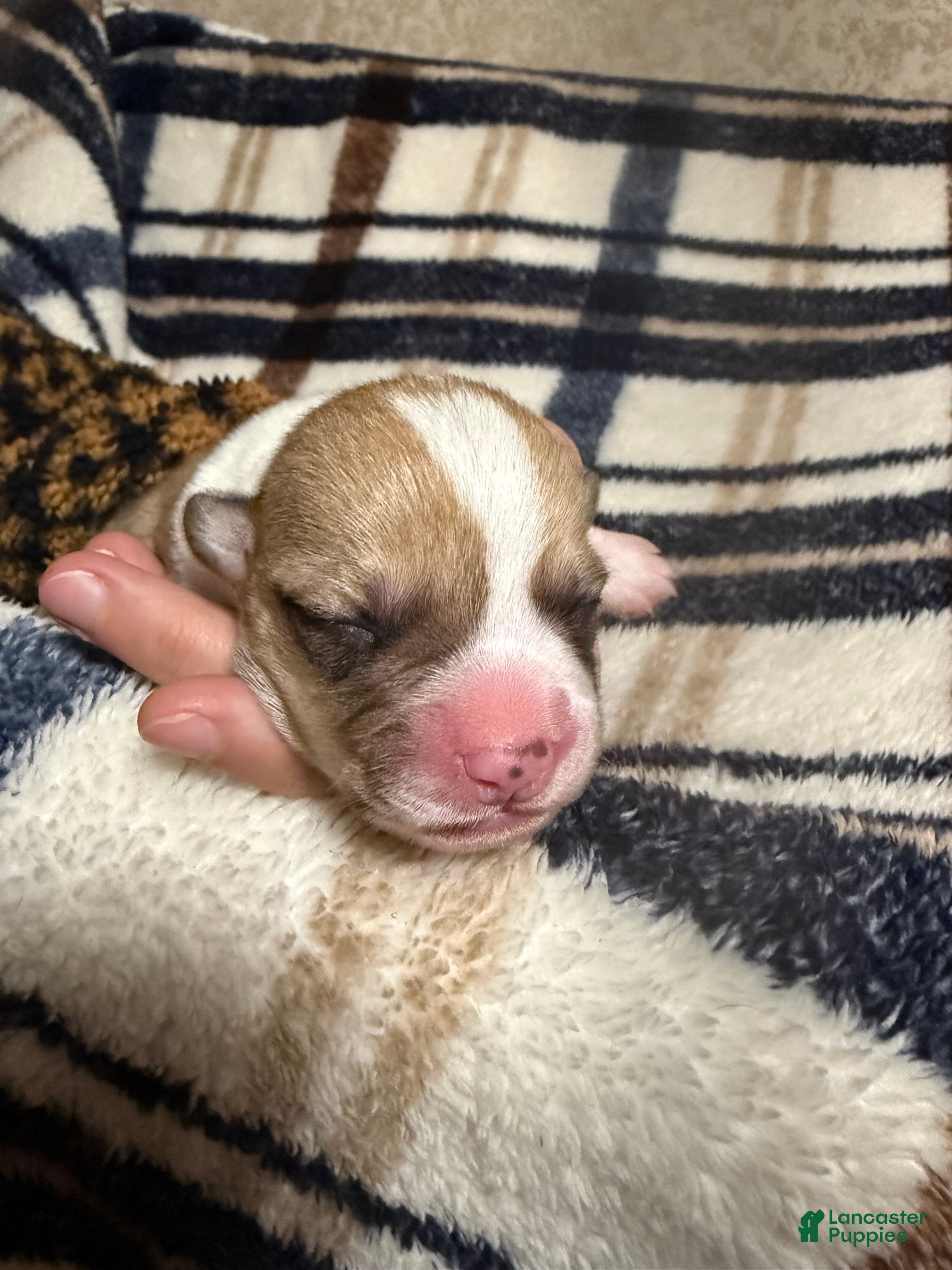 Welsh Corgi Pembroke dogs Welsh Corgi Pembroke Puppy 10 - Ad 34