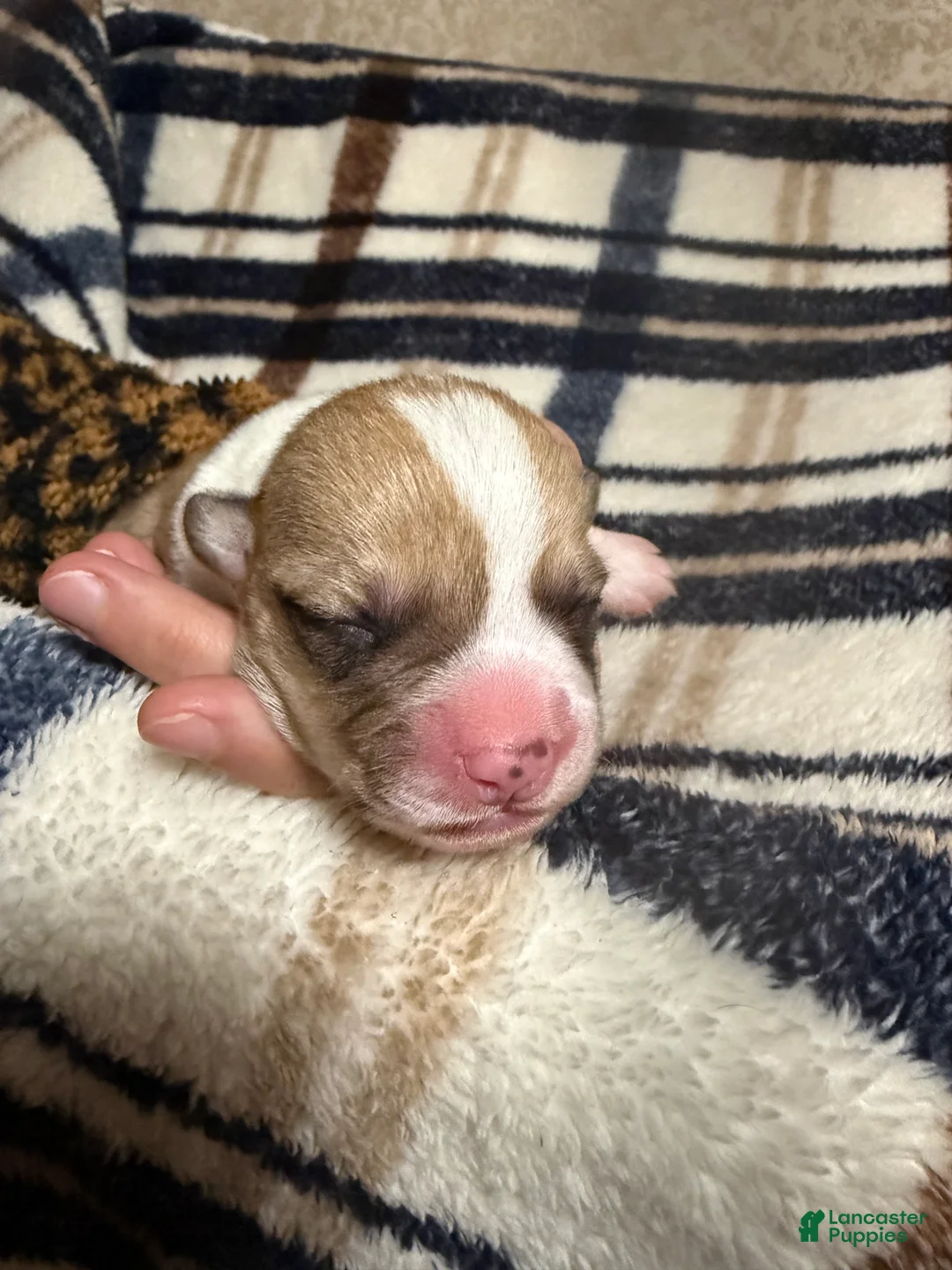 Welsh Corgi Pembroke dogs for sale: Welsh Corgi Pembroke Puppy 10 - Ad 1