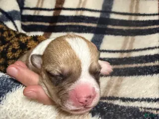 Welsh Corgi Pembroke dogs Welsh Corgi Pembroke Puppy 10 - Ad 34