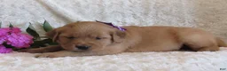 Golden Retriever dogs for sale: Layla - Ad 3
