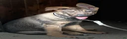 German Shepherd dogs for sale: Bridget AKC - Ad 7