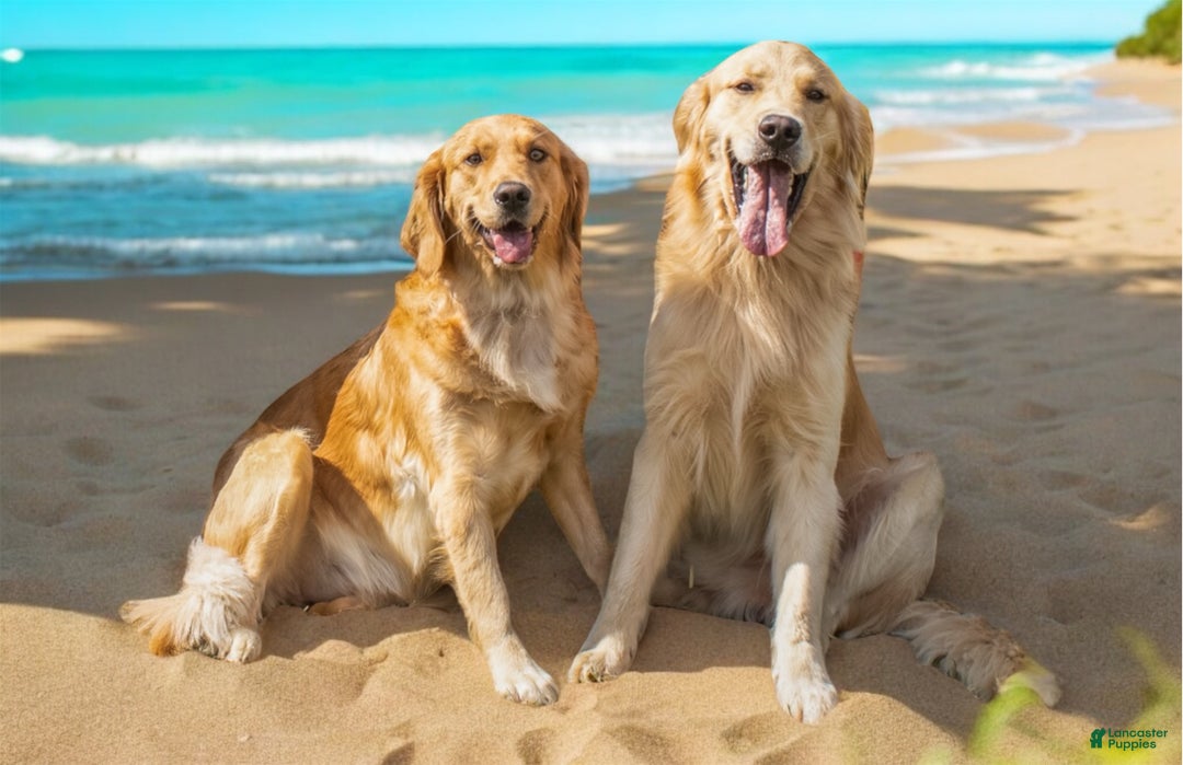 Golden Retriever dogs for sale: Naughty  - Ad 4