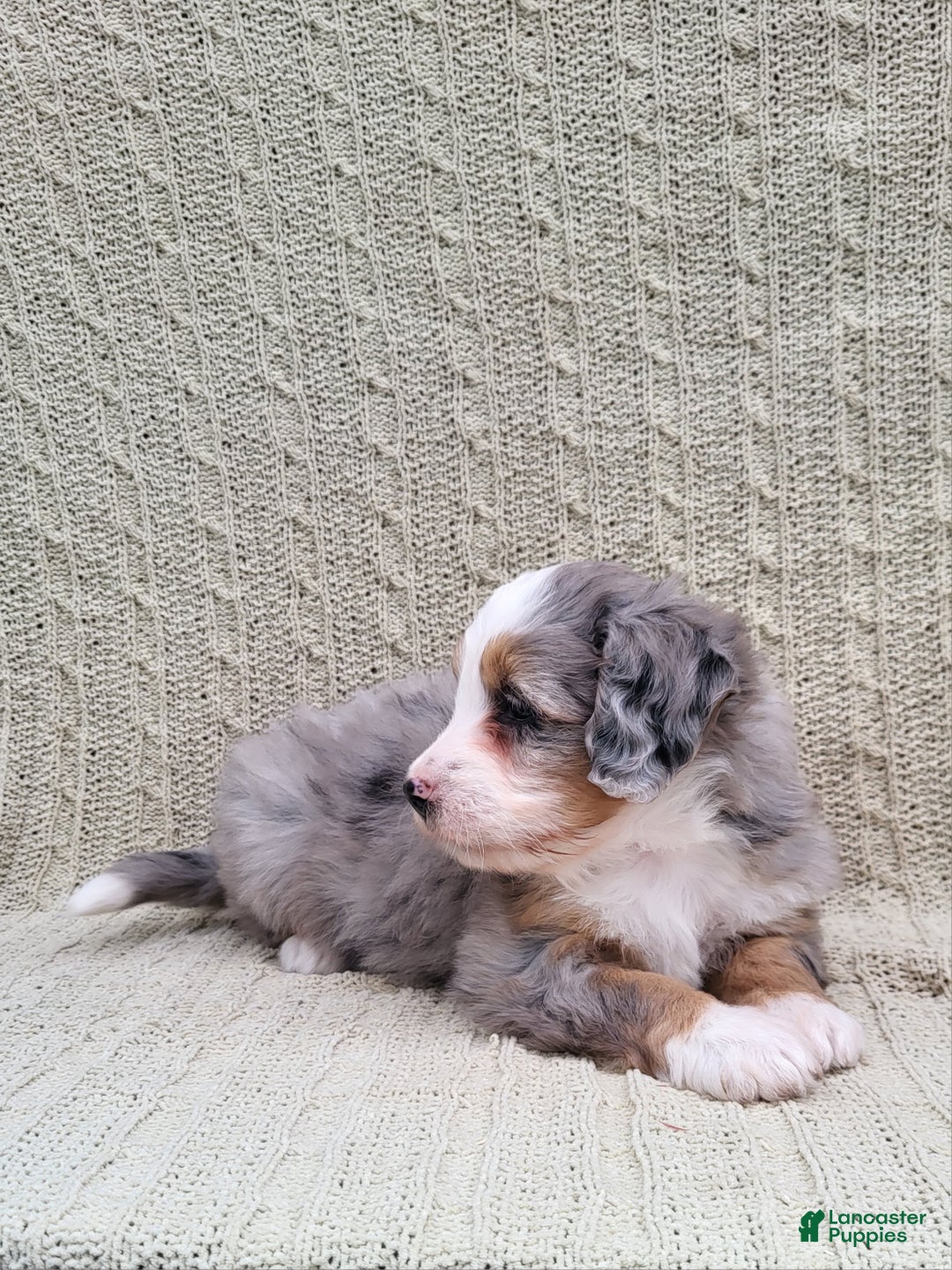 Mini Bernedoodle dogs for sale: Savanna - Ad 6