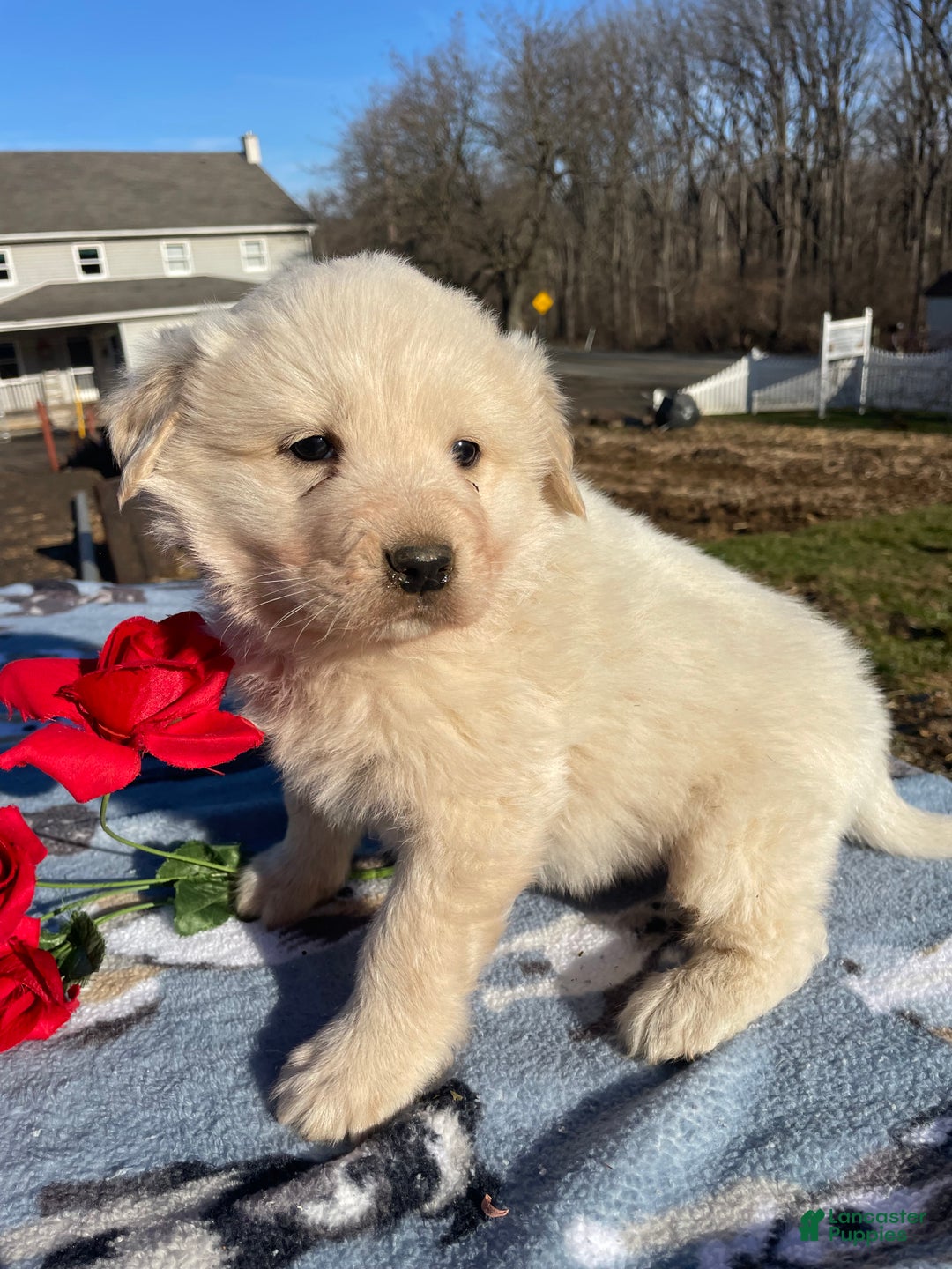 Great Pyrenees dogs for sale: Fuzzy - Ad 4
