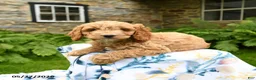 Cockapoo dogs for sale: Dobby - Ad 5