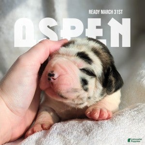 Great Dane dogs Aspen - Ad 1