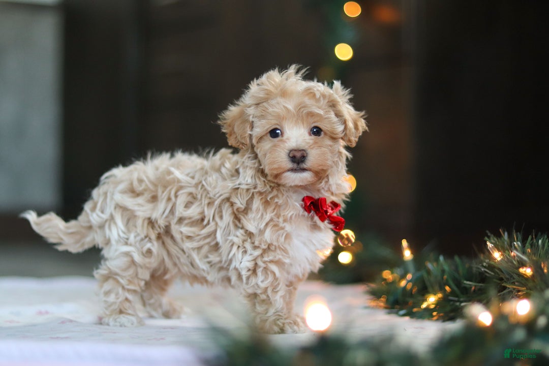 Havapoo dogs for sale: Turner - Ad 3