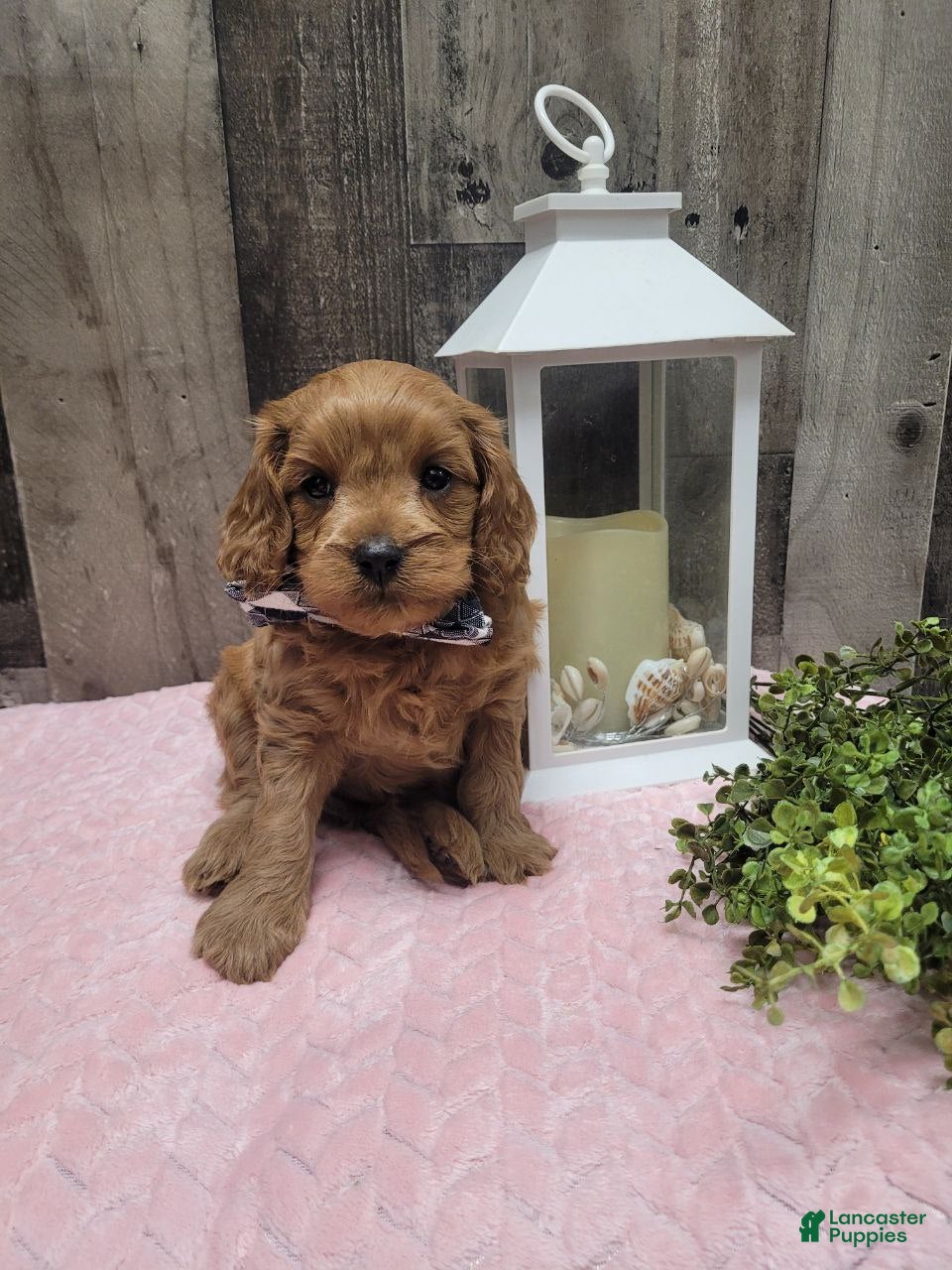 Cavapoo dogs Rusty - Ad 41