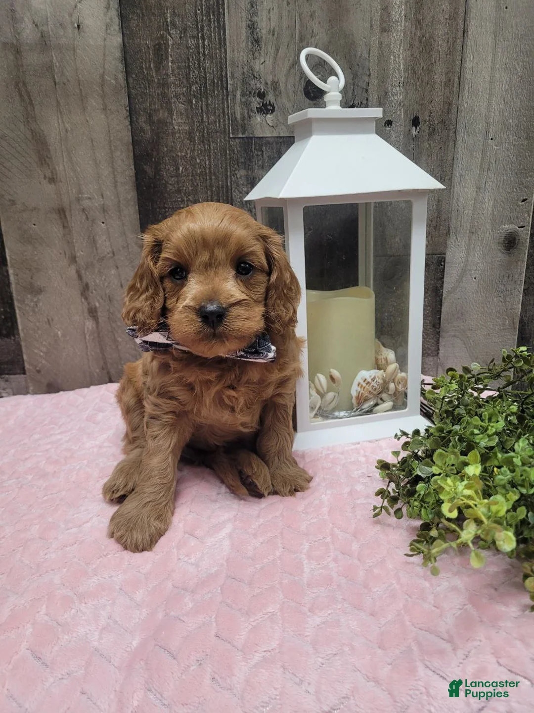 Cavapoo dogs for sale: Rusty - Ad 1