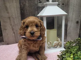 Cavapoo dogs Rusty - Ad 41