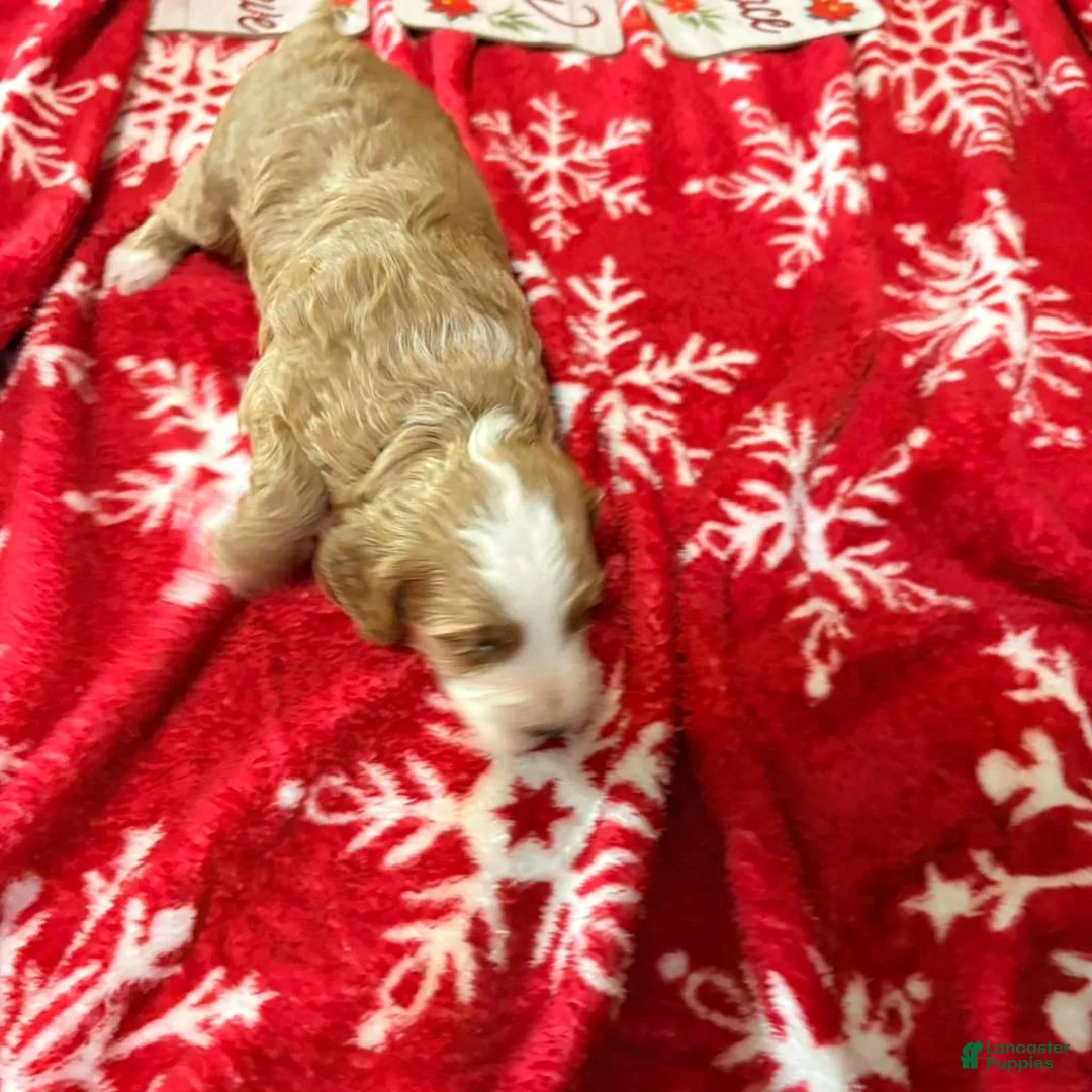 Mixed Breed dogs for sale: Mixed Breed Puppy 2 - Ad 4