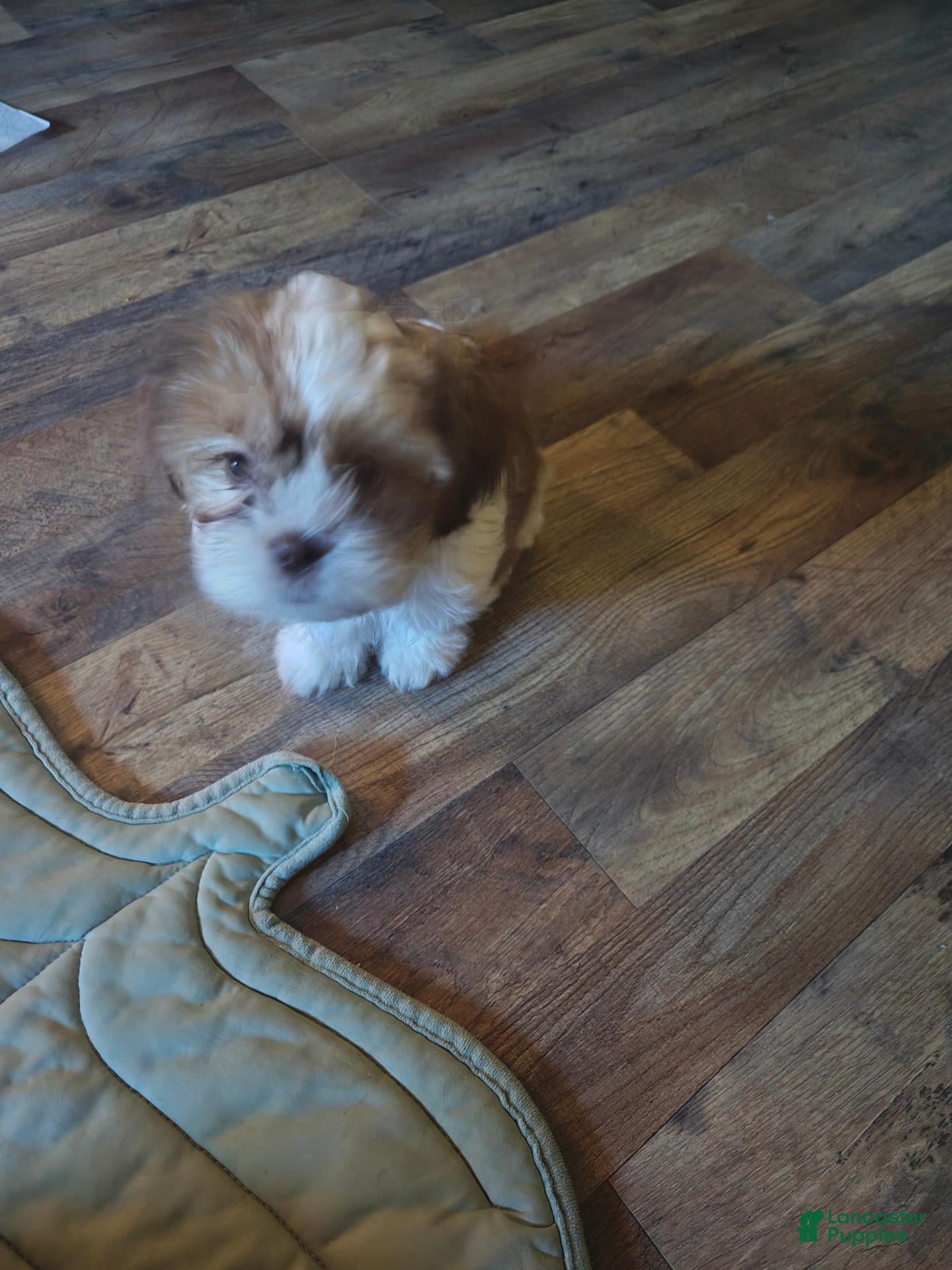 Shih Tzu dogs for sale: Tea Cup Shih Tzu 1 - Ad 17