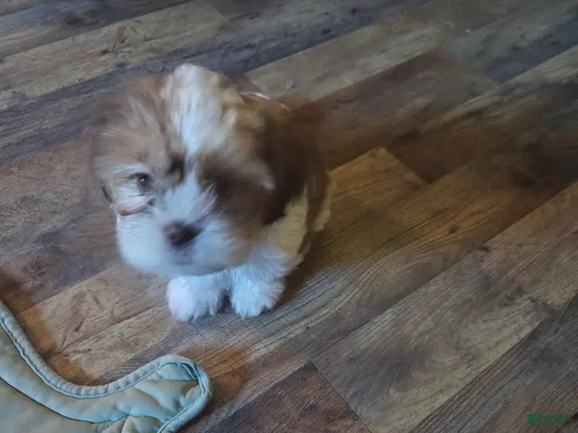 Shih Tzu dogs for sale: Tea Cup Shih Tzu 1 - Ad 3