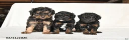 Mini Goldendoodle dogs for sale: Gracie - Ad 5