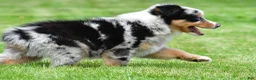 Australian Shepherd dogs for sale: Brent - Ad 3