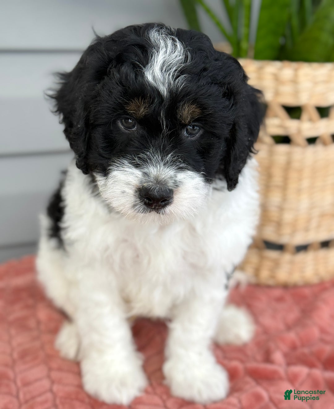Mini Bernedoodle dogs for sale: Finn - Ad 1