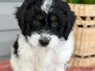 Mini Bernedoodle dogs Finn - Ad 22