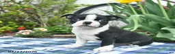 Boston Terrier dogs for sale: Violet  - Ad 3