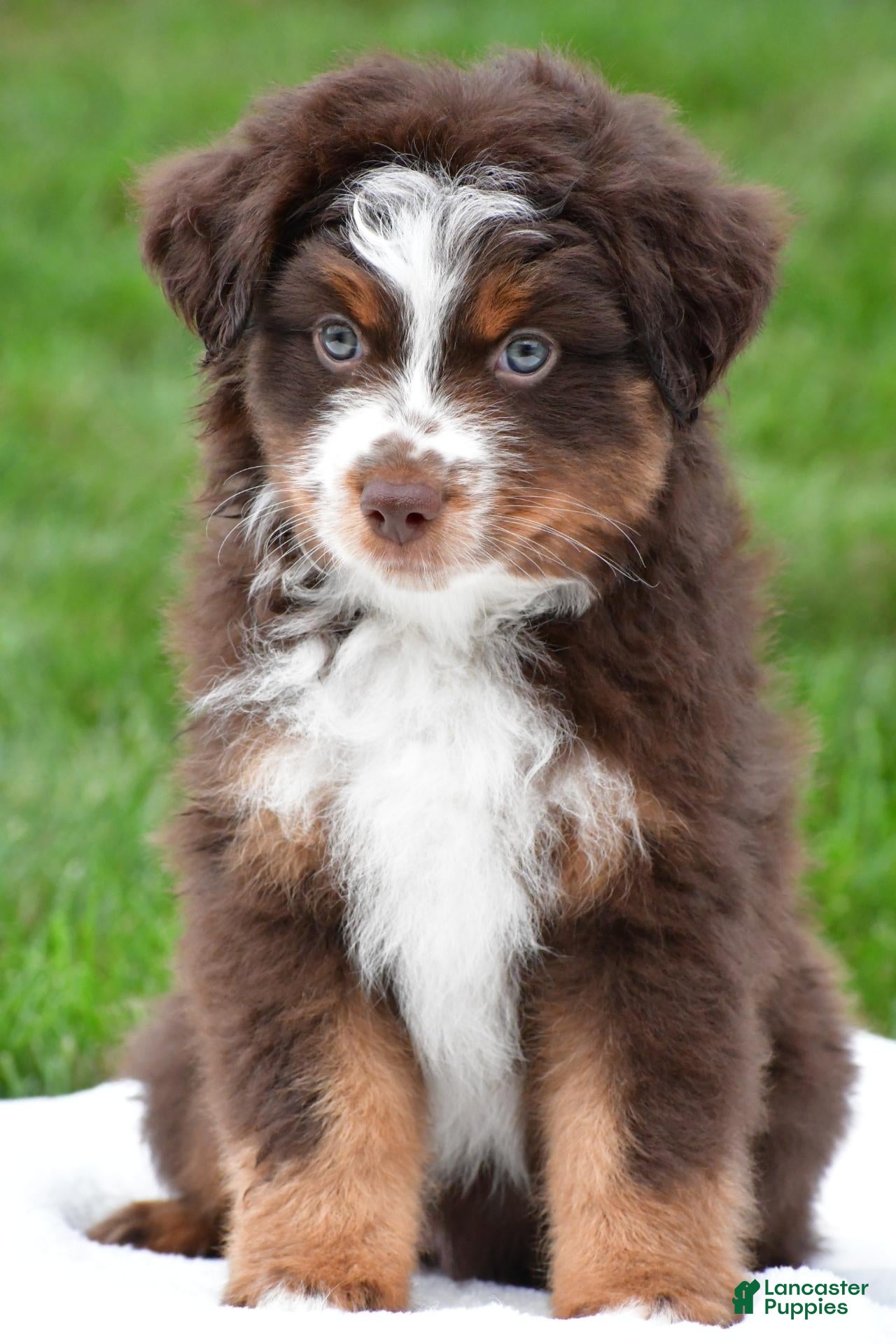 Miniature Australian Shepherd dogs Wendall - Ad 2