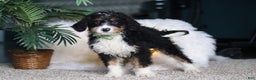 Mini Bernedoodle dogs for sale: Theodore - Ad 3