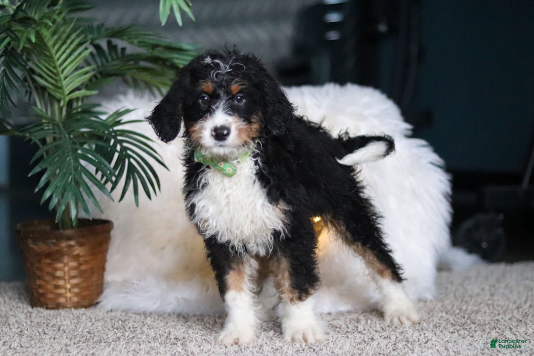 Mini Bernedoodle dogs for sale: Theodore - Ad 3