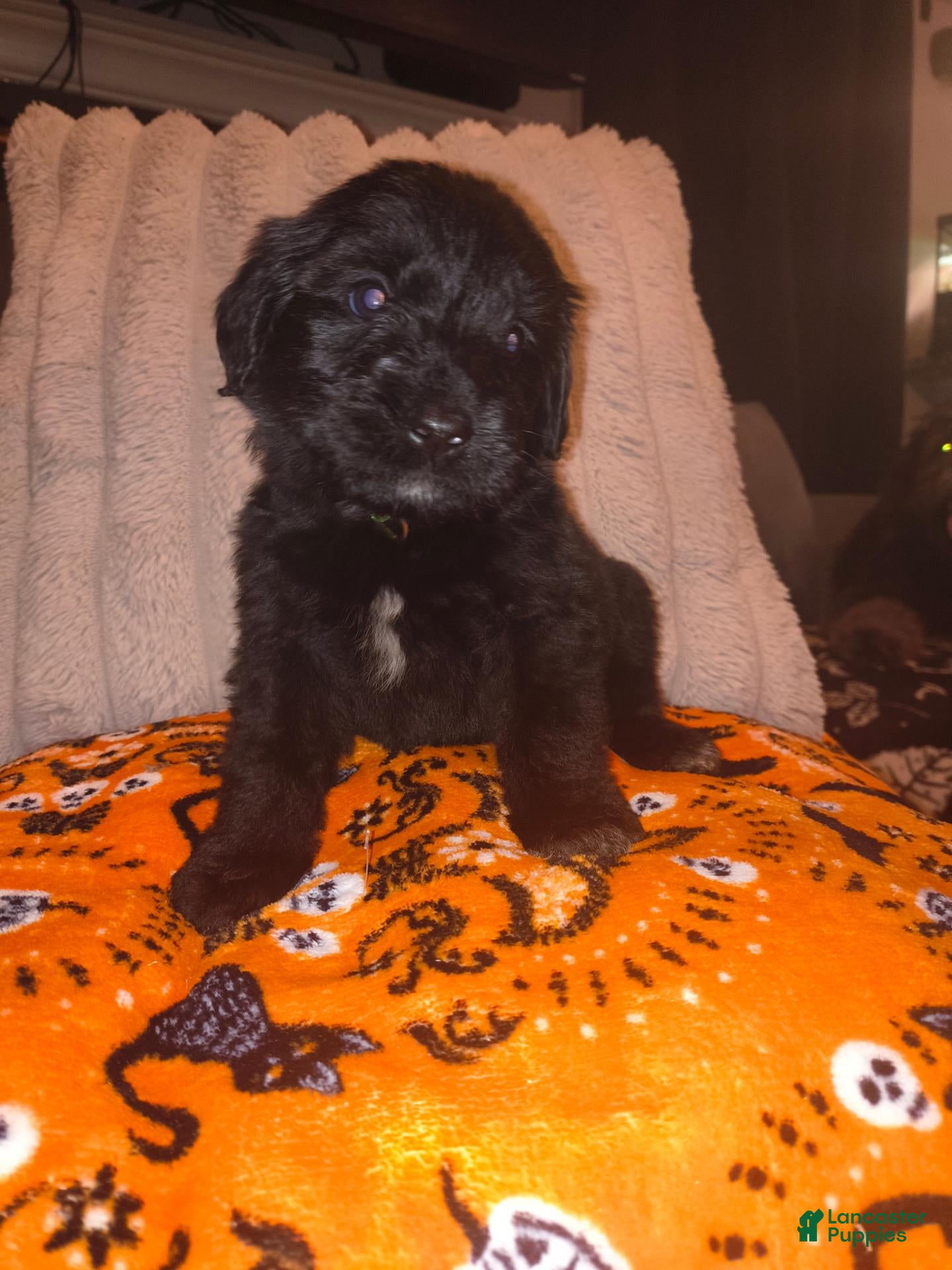 Mixed Breed dogs for sale: Pascal 🦎 - Ad 10