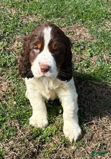English Springer Spaniel dogs Max - Ad 2