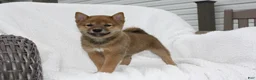 Shiba Inu dogs for sale: Kira - Ad 6