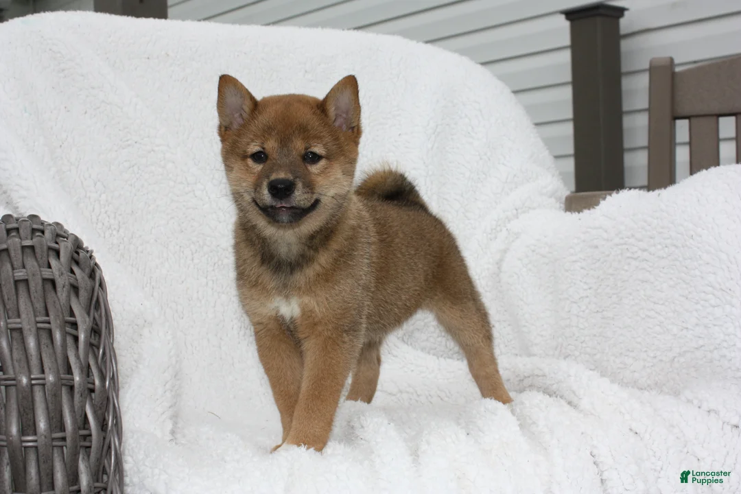 Shiba Inu dogs for sale: Kira - Ad 6