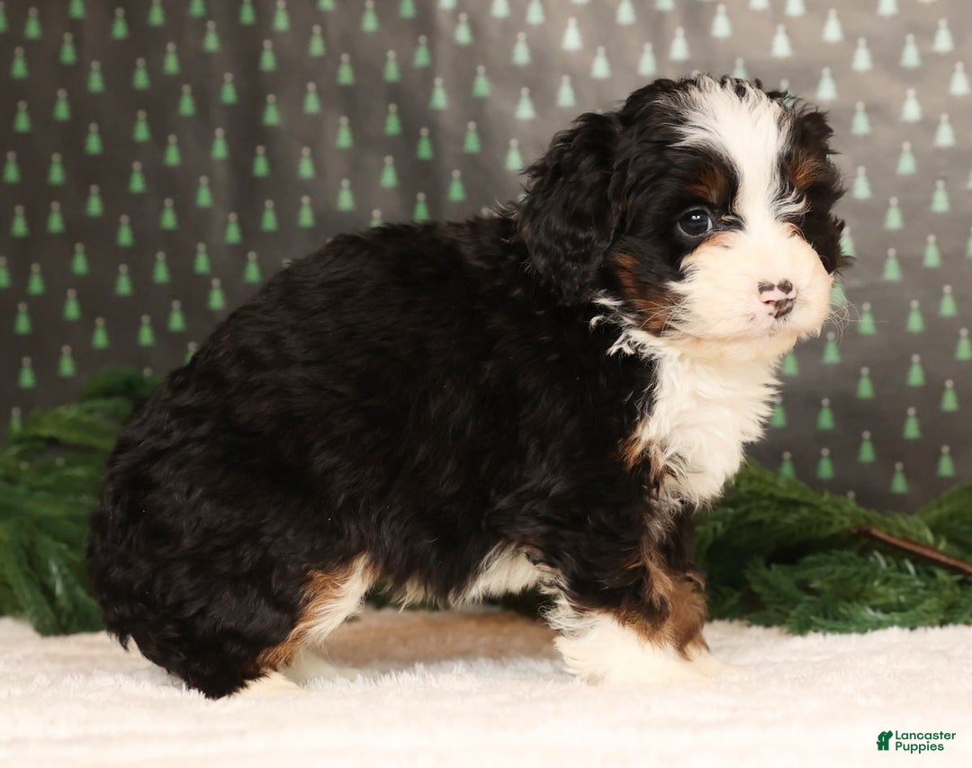Mini Bernedoodle dogs for sale: Snickers - Ad 5