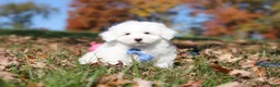 Maltese dogs for sale: Ozzy - Ad 3