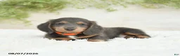 Miniature Dachshund dogs for sale: Lonnie - Ad 3