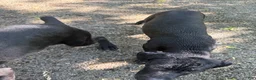 Cane Corso dogs for sale: Cane Corso 2 - Ad 11