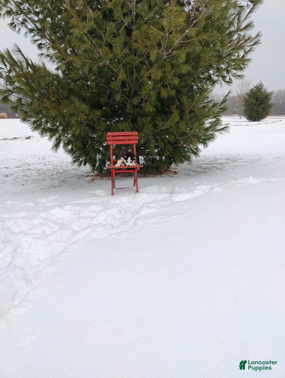 Siberian Husky dogs for sale: Prince Caspian - Ad 6