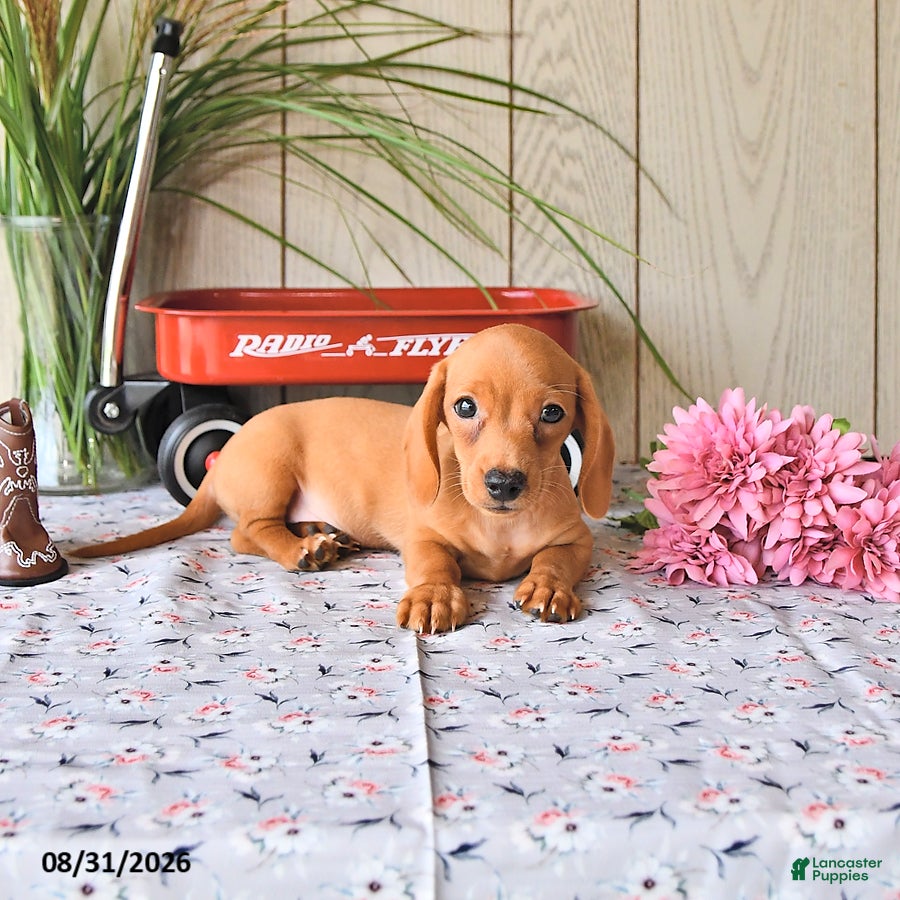 Miniature Dachshund dogs Ronny - Ad 2