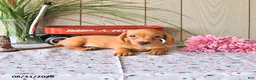 Miniature Dachshund dogs for sale: Ronny - Ad 7