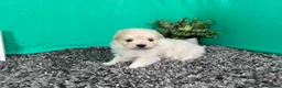 Pomapoo dogs for sale: Pomapoo 2 - Ad 2