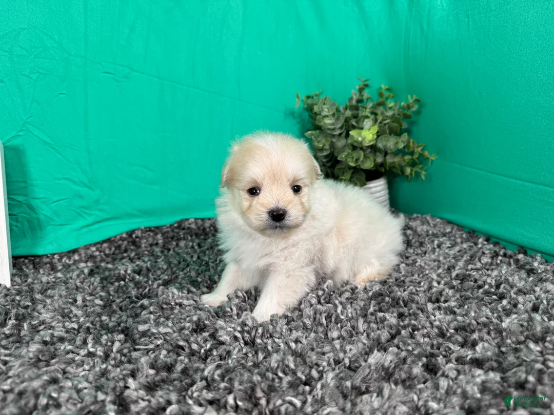 Pomapoo dogs for sale: Pomapoo 2 - Ad 2