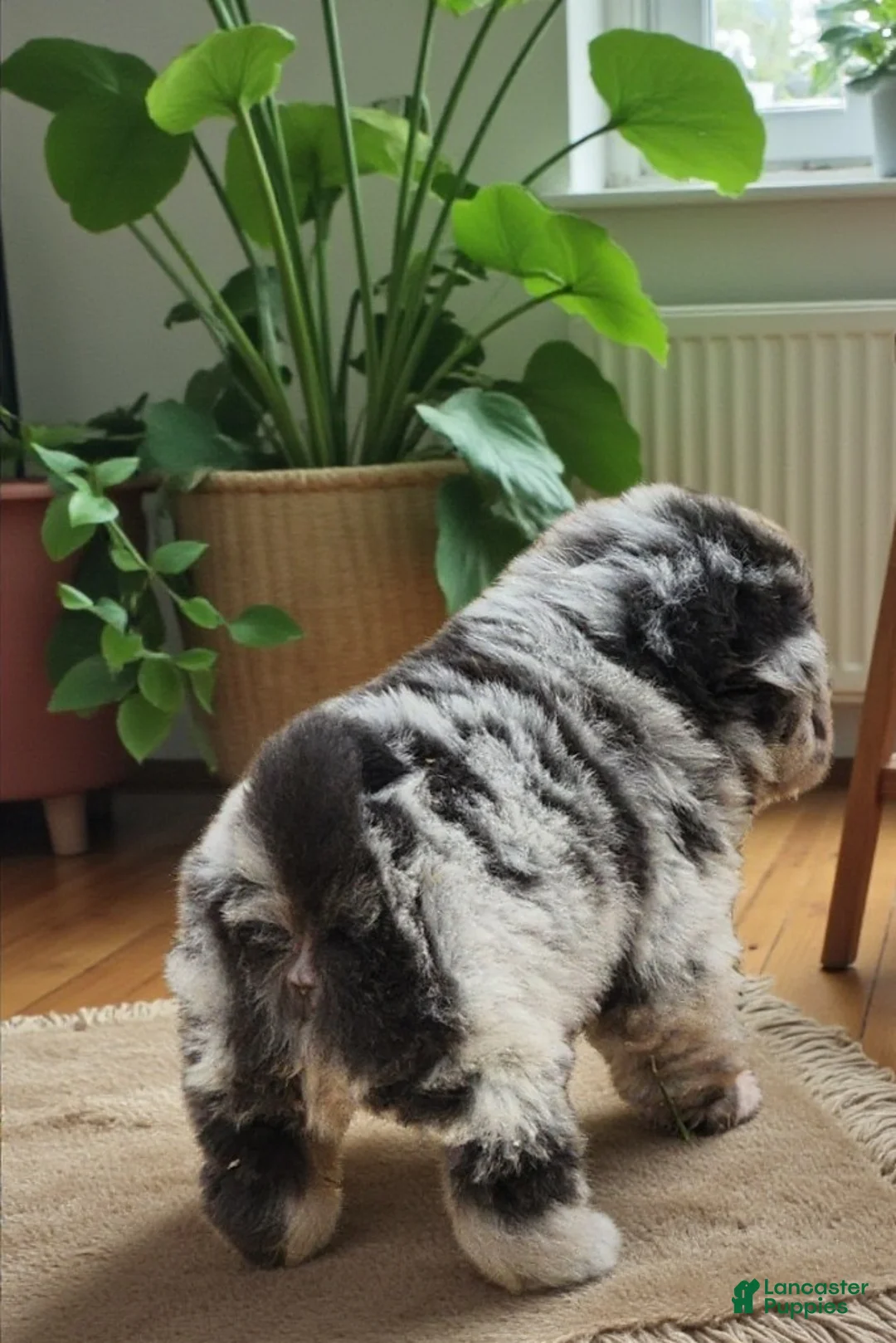 Shar Pei dogs for sale: Tinsel bear coat mini merle  - Ad 18