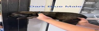 German Shepherd Dark Blue collar 